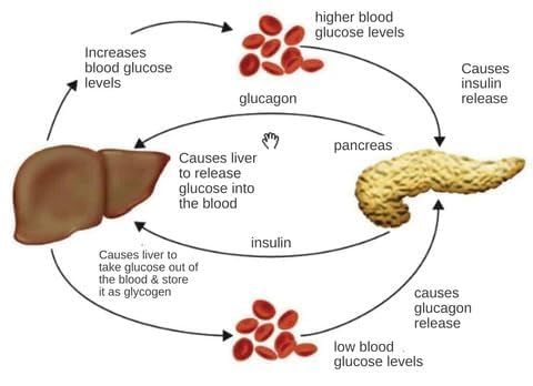 Wearable Hand Acupressure Point Clip | Thumb & Finger Pressure Clip for Relaxation, Stress Relief & Daily Hand Comfort | Portable Manual Hand Massage Tool